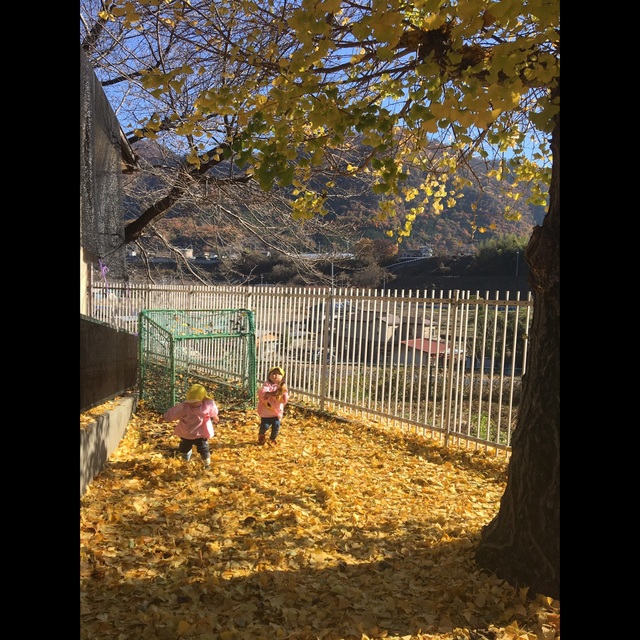 【アプリ投稿】〔秋 イチョウの葉遊び〕1歳児