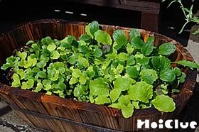 ミックス野菜〜短期間で成長が感じられる簡単☆手作り野菜〜
