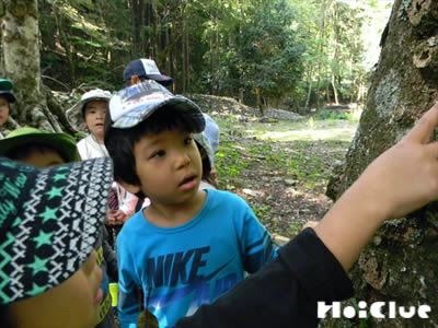 森の福笑い〜身の周りの木々に親しむあそび〜 森の福笑い〜身の周りの木々に親しむあそび〜