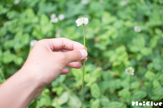 【自然遊び】お花のゆびわづくり〜素材/シロツメクサ〜 【自然遊び】お花のゆびわづくり〜素材/シロツメクサ〜