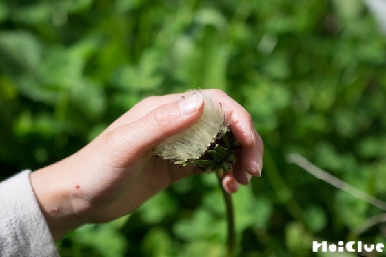 【自然遊び】「春のもふもふ」を見つけよう〜素材/様々な野草〜 【自然遊び】「春のもふもふ」を見つけよう〜素材/様々な野草〜