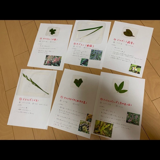 【みんなの投稿】【葉っぱ図鑑】 【みんなの投稿】【葉っぱ図鑑】