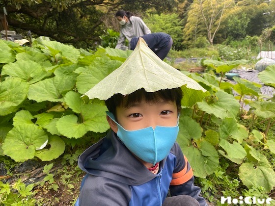 【自然遊び】大きな蕗の葉で、ぼうしを作ってみよう〜素材/蕗の葉〜 【自然遊び】大きな蕗の葉で、ぼうしを作ってみよう〜素材/蕗の葉〜
