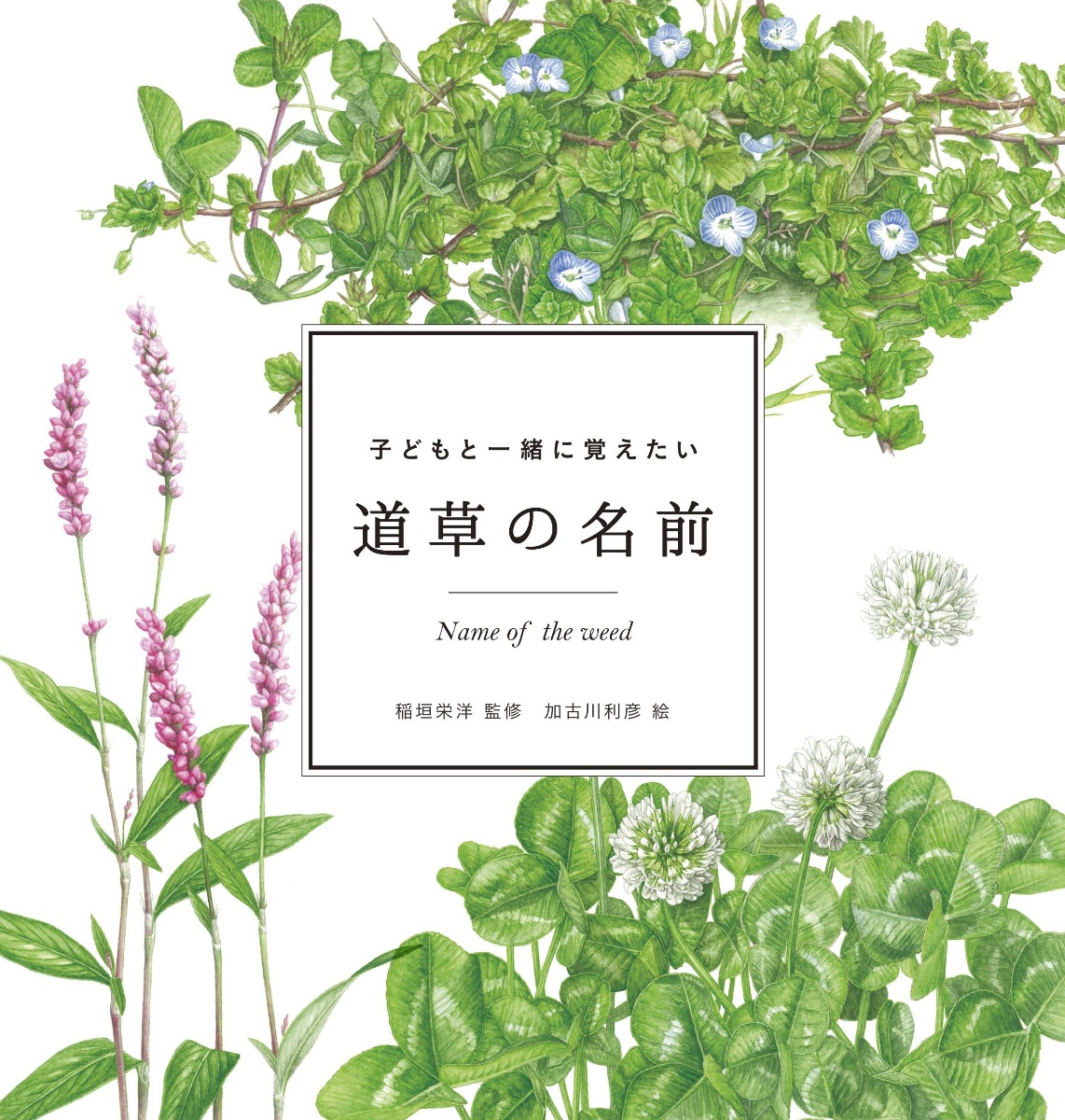 【書籍紹介】子どもと一緒に覚えたい 道草の名前 【書籍紹介】子どもと一緒に覚えたい 道草の名前