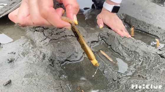 潮干狩りでマテガイを採ってみた!〜今回の主役/マテガイ〜 潮干狩りでマテガイを採ってみた!〜今回の主役/マテガイ〜