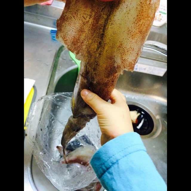 【みんなの投稿】イカの手触りを知る