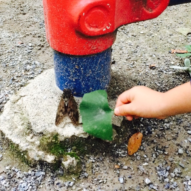 【みんなの投稿】蝉を葉っぱでつんつん。