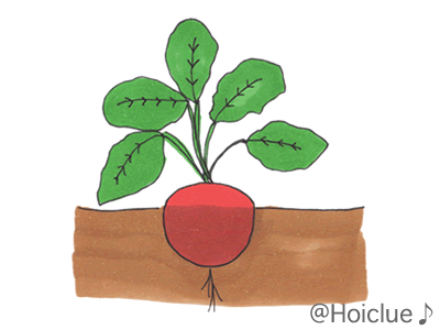 ラディッシュ〜新年度の栽培にももってこいの育てやすいミニ野菜〜