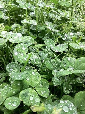 コドモコトノハ「ひーちゃんがほしいんだから、 はやいも、おそいも、ないのっ！」（ひろこ　５歳）