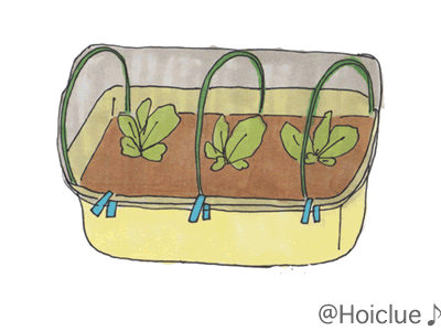 ミニ白菜〜プランターで育てられるのがうれしい栽培〜