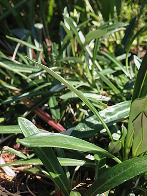 コドモコトノハ「だけど、しんでる？」（しげる ５歳）