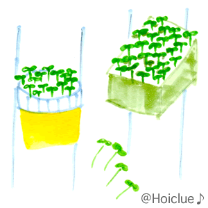 カイワレ系スプラウト～室内で楽しめる観察が楽しい栽培♪～