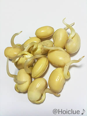 豆もやしの育て方～短期間で楽しめる！カンタン室内栽培～