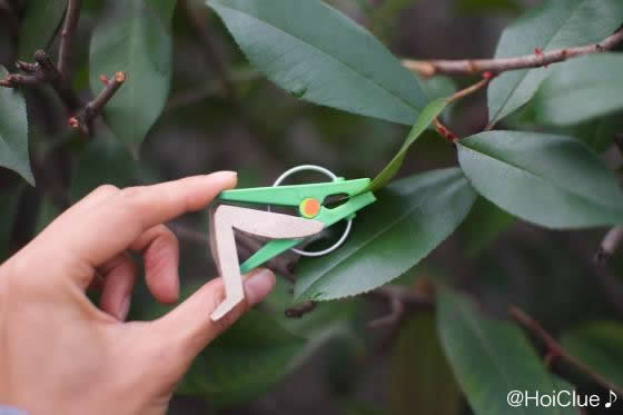 【工作コラム】洗濯ばさみでパクパクバッタ〜素材／洗濯ばさみ〜