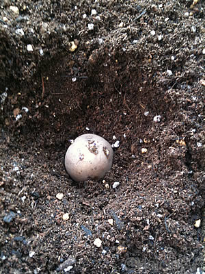 プランターでじゃがいも栽培日誌【完】