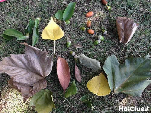 秋探したんけんたい〜自然に親しむ探検あそび〜