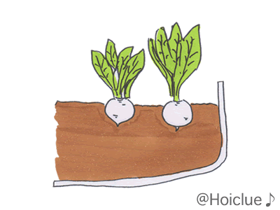 秋から始める栽培〜小さいカブ見つけた！〜