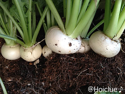 プランターで小カブ栽培日誌【完】