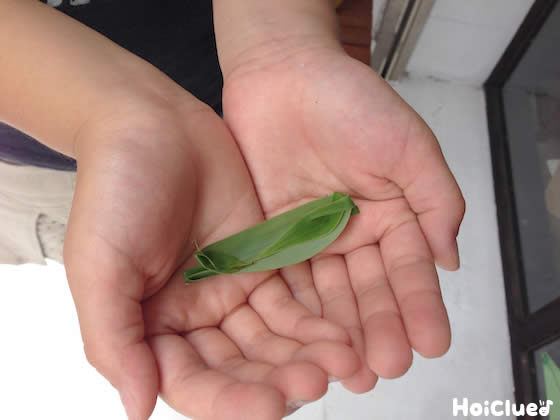 笹舟の作り方〜浮かべたり、川に流して楽しい遊び〜