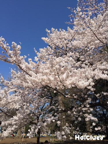 桜のひみつ〜身近な植物について知ろう〜