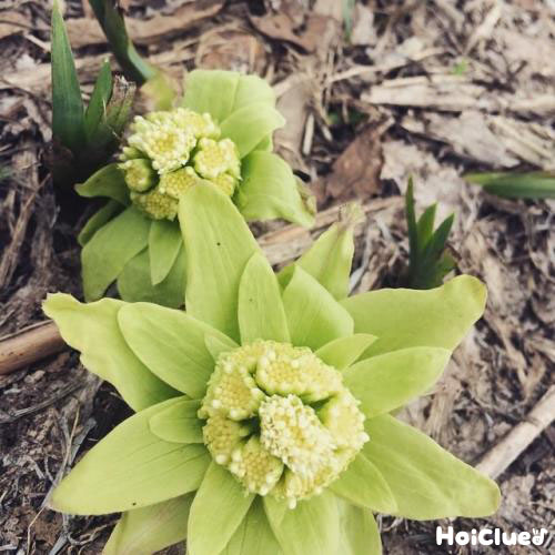 ふきのとうのひみつ〜身近な植物について知ろう〜