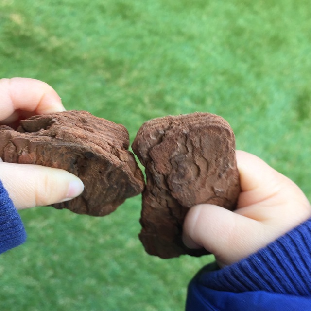 【みんなの投稿】ウッドチップを手に「ブッブー（バス）」！