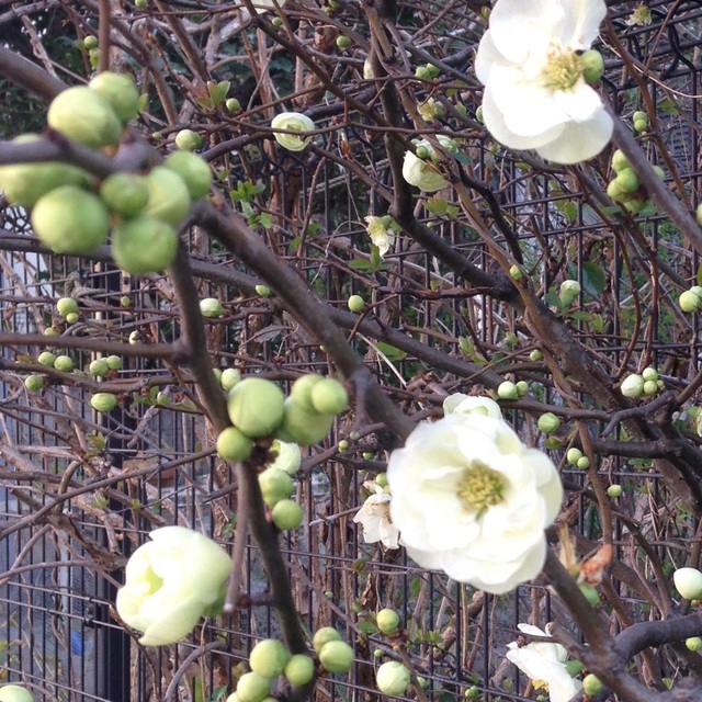 【みんなの投稿】【春を感じる花】
