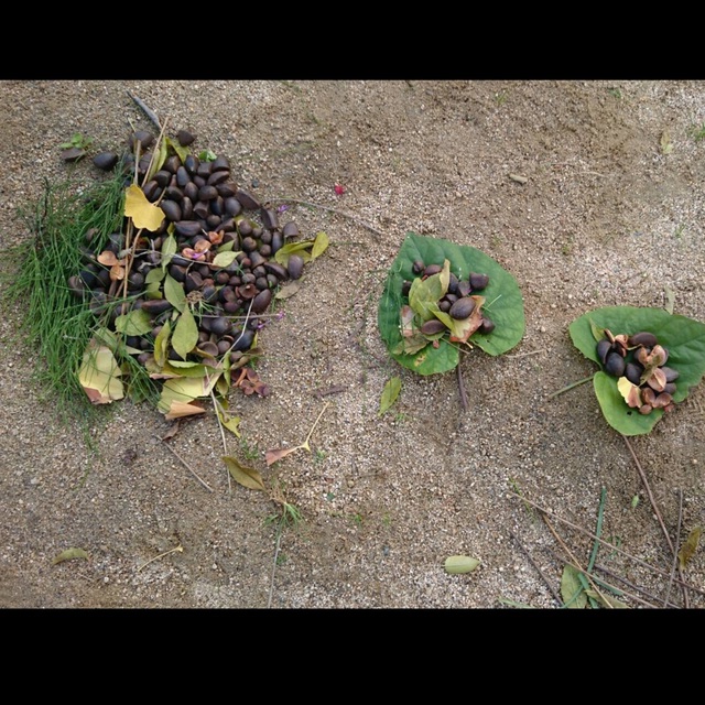 【みんなの投稿】おままごと 葉っぱのお皿