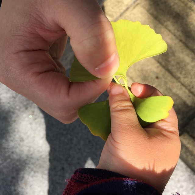 【みんなの投稿】イチョウの葉の引っ張り相撲