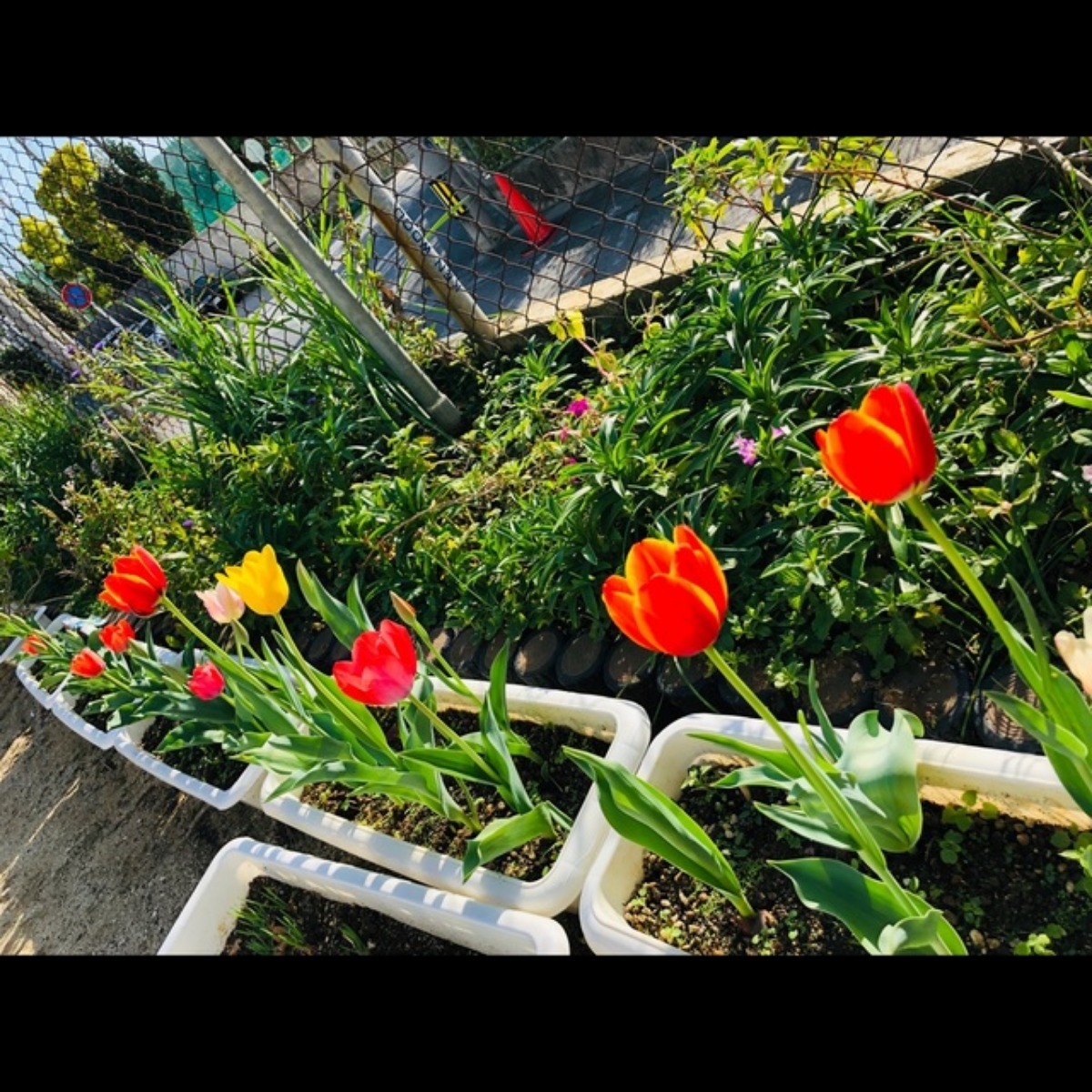 【みんなの投稿】4歳児 さいた〜さいた〜チューリップの花が〜チューリップ🌷