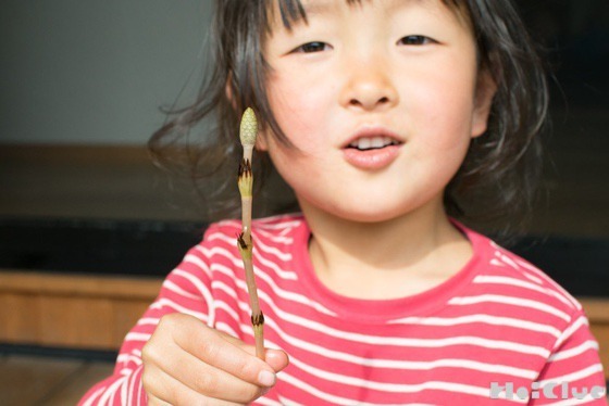 【自然あそび】つくしでクイズ！どこがはずれてる！？