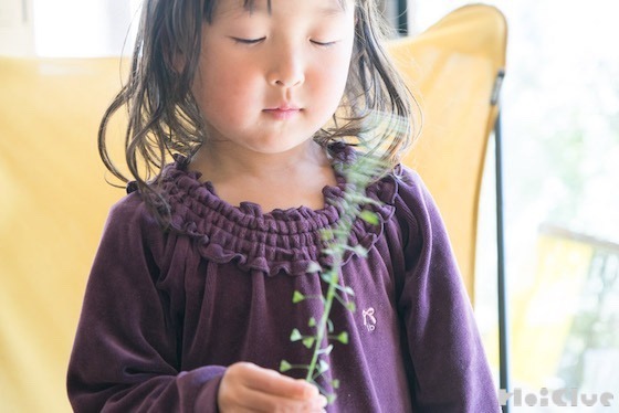 【自然あそび】ぺんぺん草をならすには？！〜素材／ぺんぺん草〜
