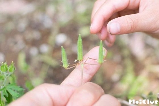 【自然遊び】カタバミで種バクダン！〜素材／カタバミ〜