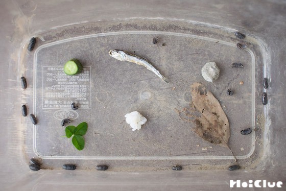 【自然遊び】ダンゴムシのレストラン