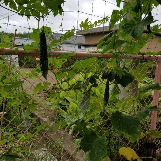 【みんなの投稿】ゴーヤとキュウリを栽培