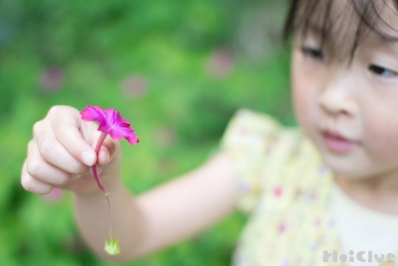 【自然遊び】オシロイバナのパラシュート〜素材／オシロイバナ〜