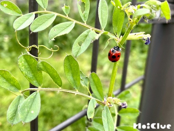 【自然遊び】てんとう虫ファミリーを探そう！〜虫／てんとう虫〜