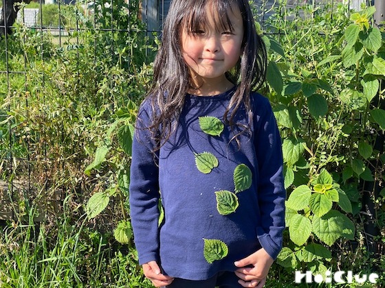 【自然遊び】カラムシの葉でブローチあそび〜植物／カラムシ〜