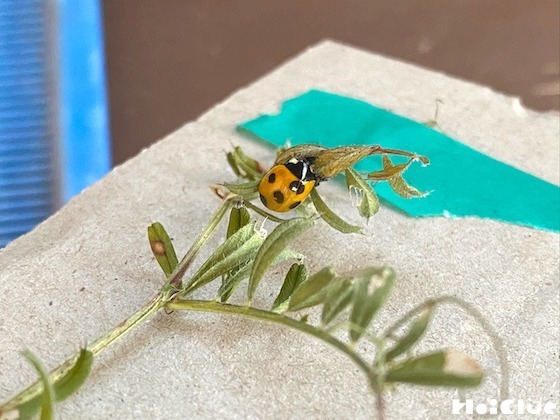 【自然遊び】てんとう虫の羽化を観察してみよう！〜幼虫からサナギ、羽化まで〜