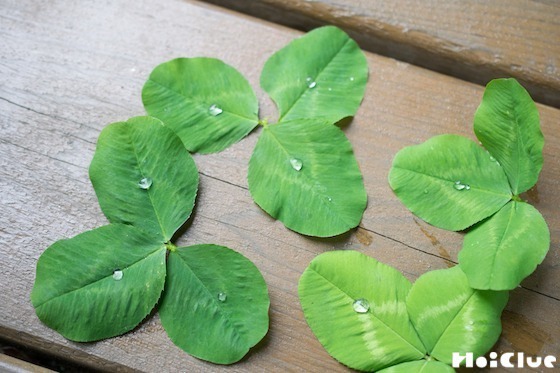 【自然遊び】クローバーの葉を、水滴のビーズで飾ろう〜素材／クローバーの葉〜