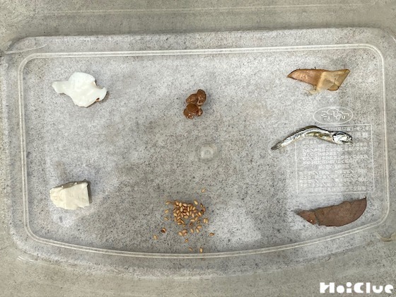 【自然遊び】ダンゴムシレストラン再び開店〜今回の主役／ダンゴムシ〜