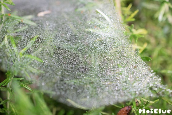 【自然遊び】雨上がりにキラキラ「水滴」を探そう