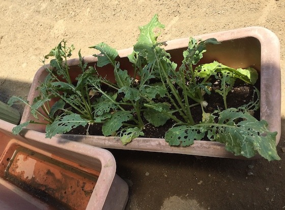 カブとアオムシとだいち組の成長記録〜第53回「わたしの保育記録」優秀賞〜