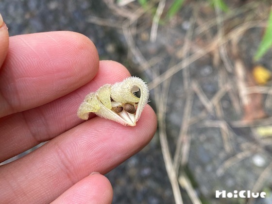 【自然遊び】ホウセンカの実を割ってみよう！〜素材／ホウセンカの実〜