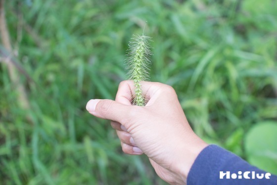 【自然遊び】呼ぶと出てくる！？不思議なねこじゃらし！〜素材／エノコログサの穂〜