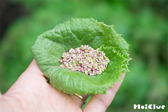 【自然遊び】イヌタデの花穂でお赤飯を作ってみよう〜素材／イヌタデの花穂〜