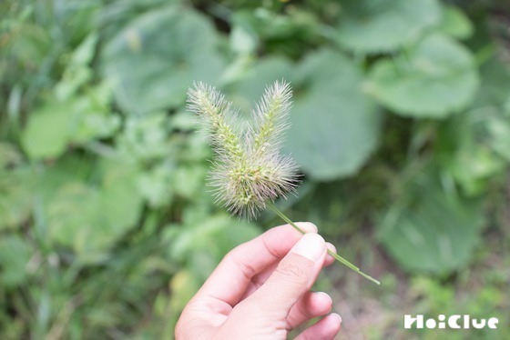 【自然遊び】ネコジャラシで作る、ふわふわうさぎ！〜素材／ネコジャラシ〜