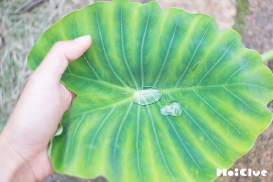 【自然遊び】里芋の葉で、コロコロ水滴コースター！〜素材／里芋の葉〜