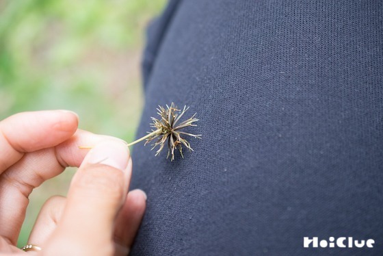 【自然遊び】ひっつき虫で遊んでみよう！〜素材／コセンダングサの種〜