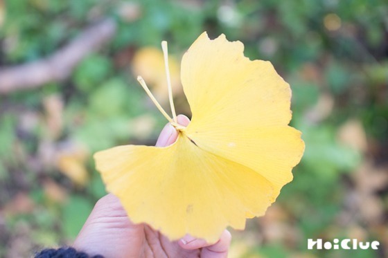 【自然遊び】イチョウの葉でチョウチョを作ろう！〜素材／ イチョウの葉〜